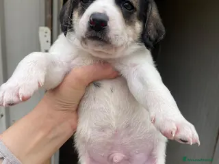 Segugio cani ORIONE DOLCE CUCCIOLOTTO - Annuncio 18