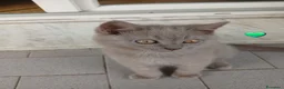British gatti in vendita: Cucciole e cucciolo british shortait - Annuncio 2