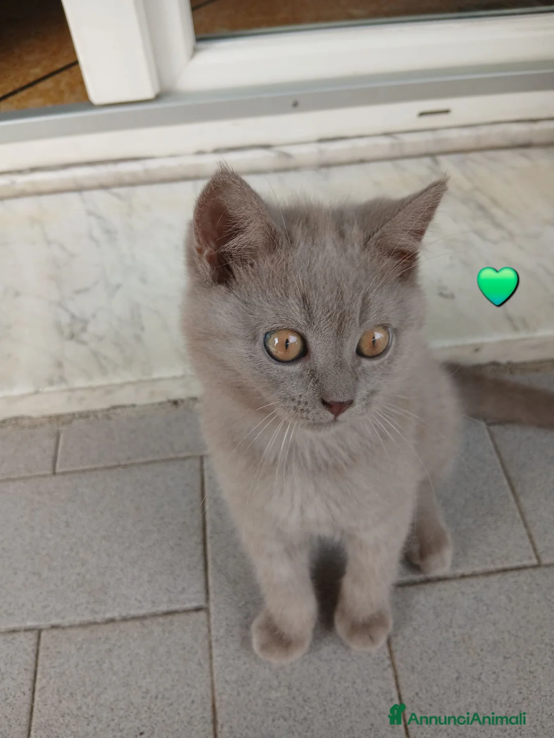 British gatti in vendita: Cucciole e cucciolo british shortait - Annuncio 2