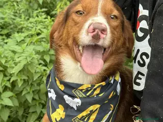 Meticcio cani MUFFIN, il più dolce di tutti! - Annuncio 40