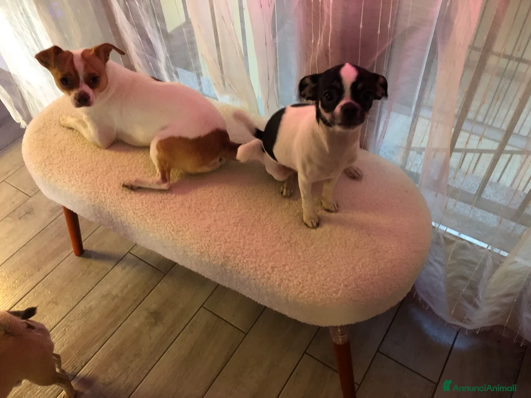 Chihuahua cani in vendita: Chihuahua  - Annuncio 7