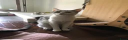 Meticcio gatti in regalo: Viola e Ciambella bellissime micine cercano casa! - Annuncio 4
