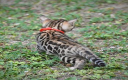 Bengala gatti in vendita: Stupendo maschietto di Bengala 2 mesi a Provincia di Padova - Immagine 1