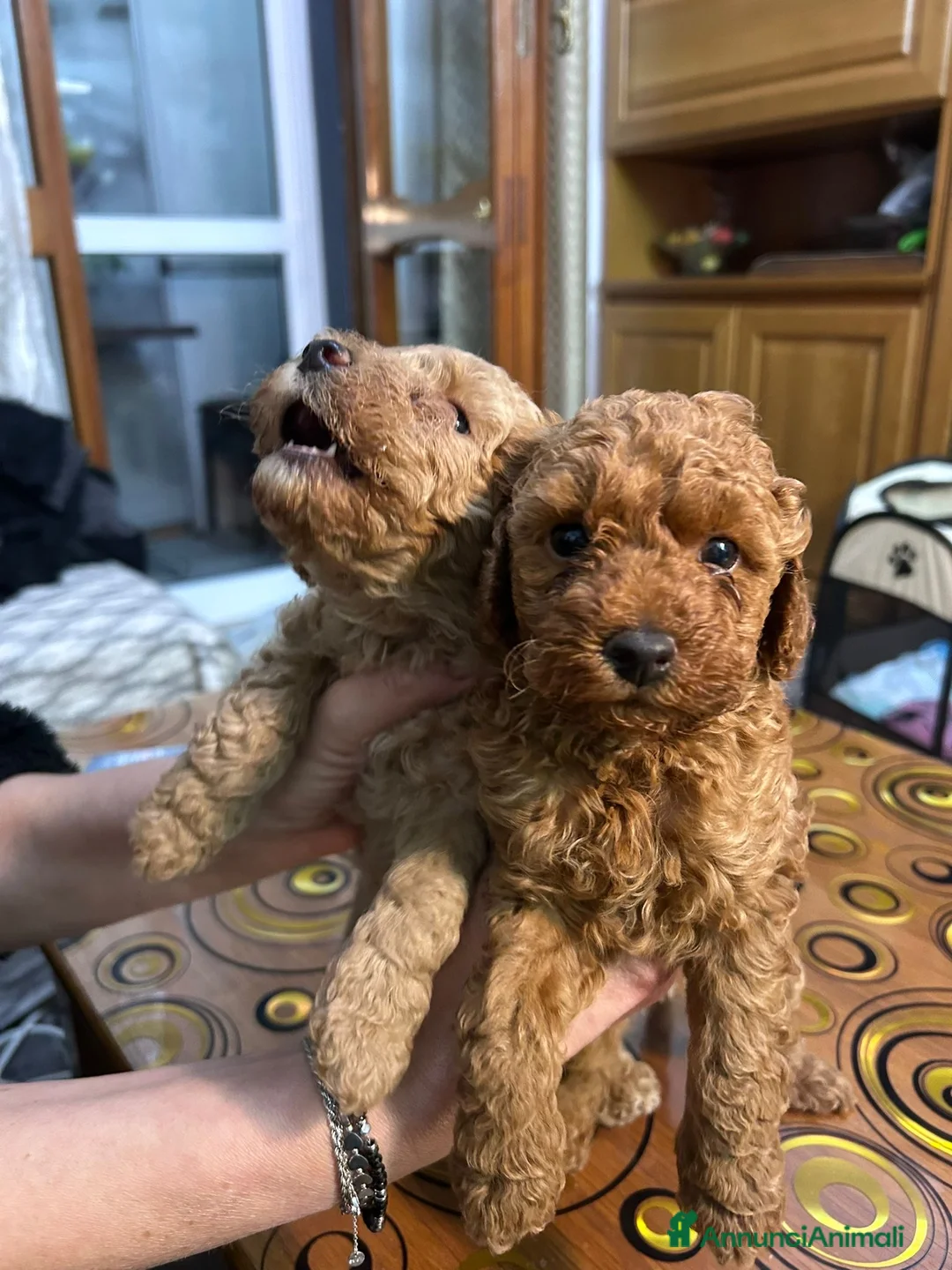 Barboncino Toy cani in vendita: 2 Barboncini Taglia Nano Maschi - Annuncio 12