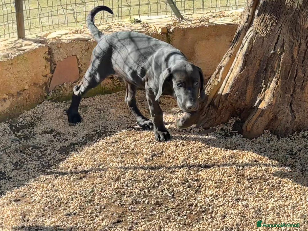 Meticcio cani in regalo: Paco, 3 mesi  - Annuncio 5