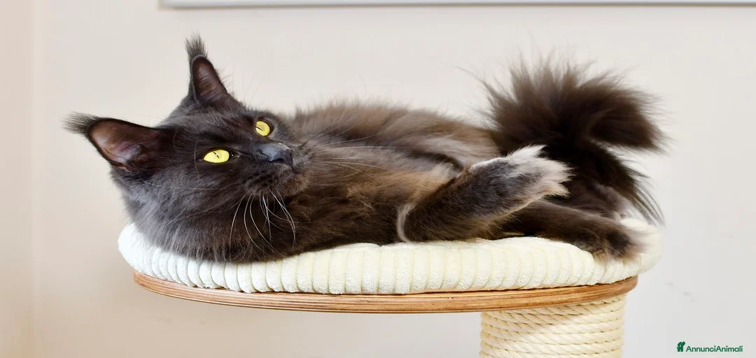 Immagine della galleria {{count}}