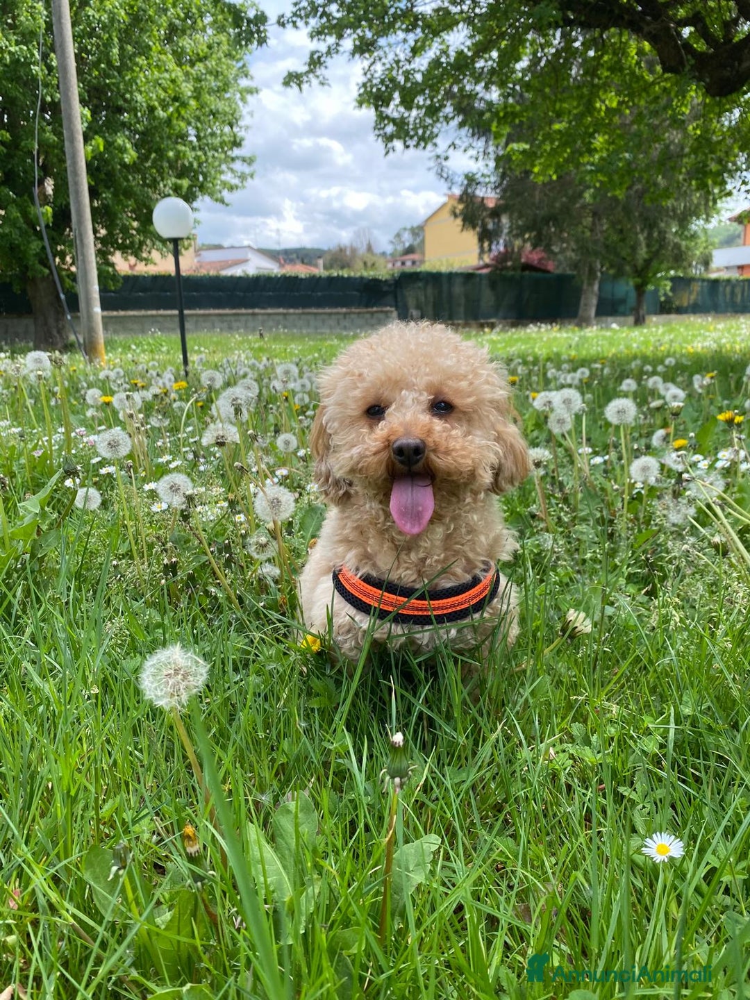 Barboncino Toy cani per accoppiamento: Barboncino toy maschio disponibile per monta  - Annuncio 6