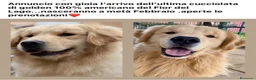 Golden Retriever cani in vendita: CUCCIOLA GOLDEN AMERICANO a Provincia di Brescia - Annuncio 9