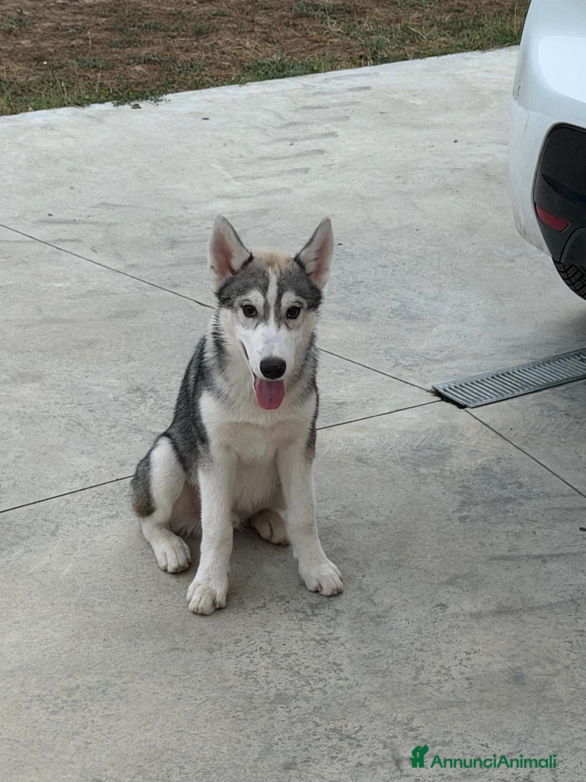 Husky cani Husky di 4mesi - Annuncio 19