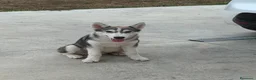Husky cani in vendita: Husky di 4mesi - Annuncio 1