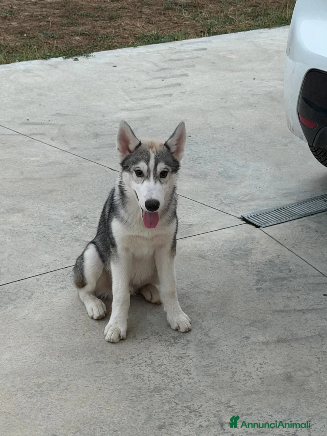 Husky cani in vendita: Husky di 4mesi - Annuncio 1