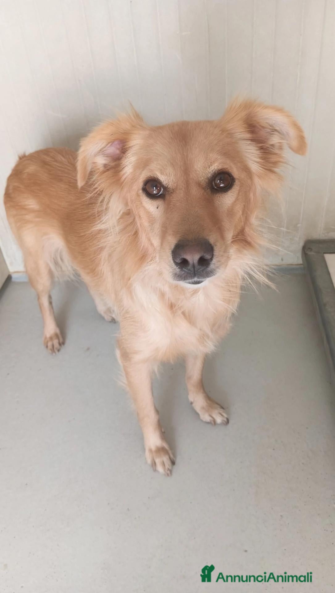Meticcio cani Cagnolina di taglia piccola  - Annuncio 12