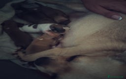Chihuahua cani in vendita: Vendo cuccioli  a Città metropolitana di Catania - Immagine 1