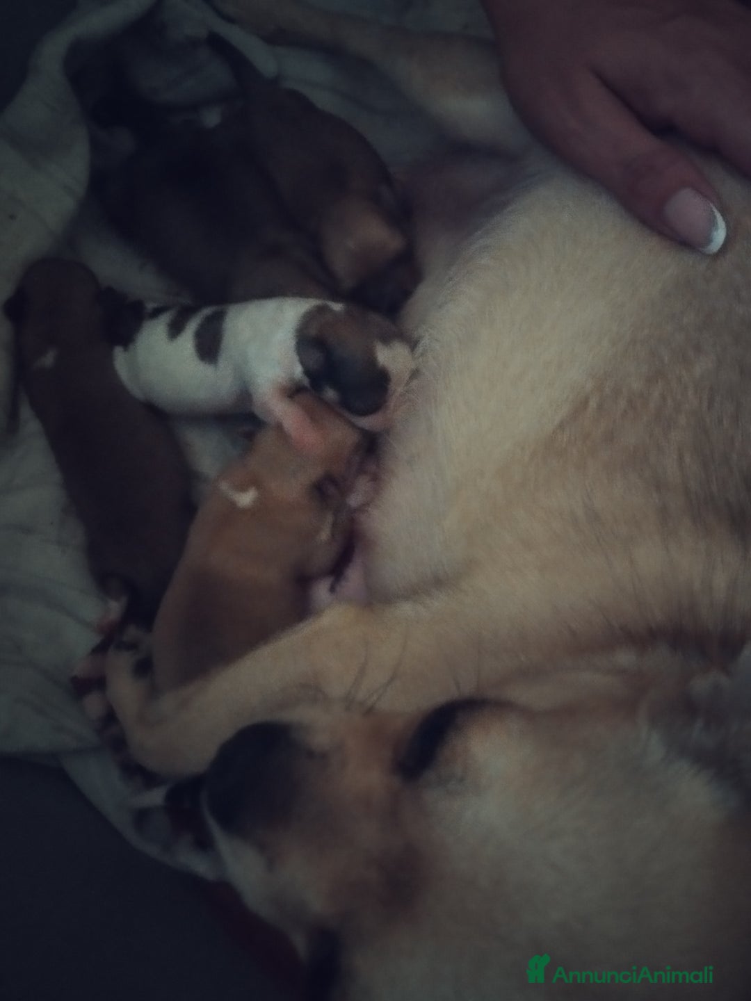Chihuahua cani in vendita: Vendo cuccioli  a Città metropolitana di Catania - Immagine 1