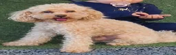 Barboncino Toy cani per accoppiamento: Charlie cerca una fidanzatina a Provincia di Verona - Annuncio 3