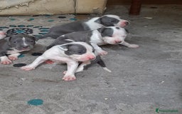 Staffordshire cani in vendita: Amstaff  - Immagine 9