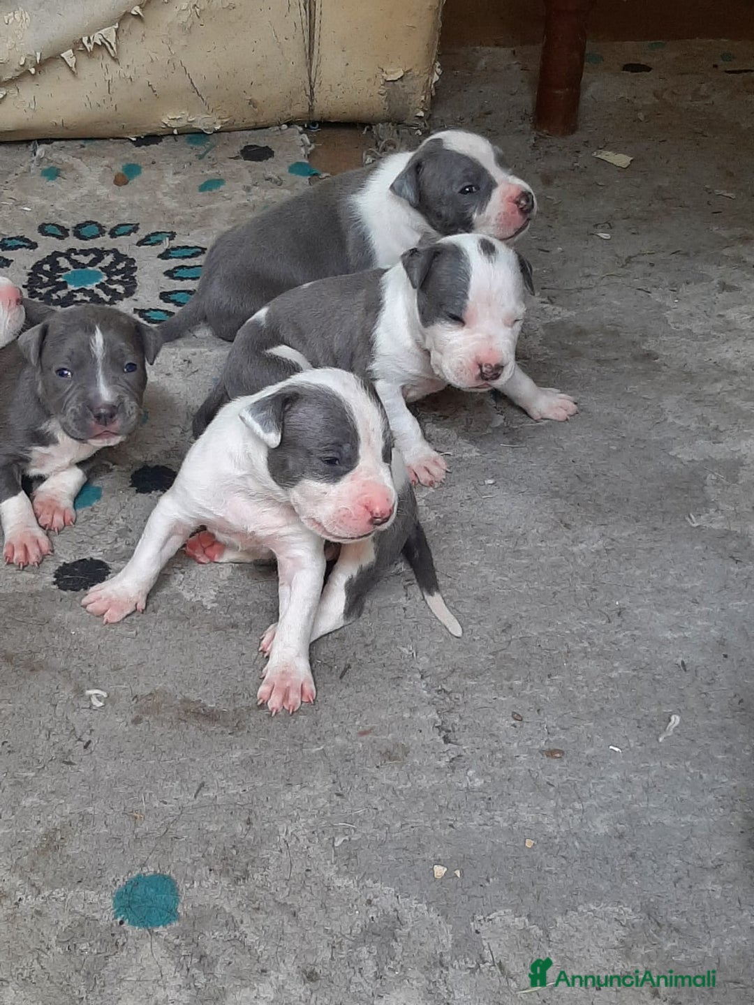 Staffordshire cani in vendita: Amstaff  - Immagine 9