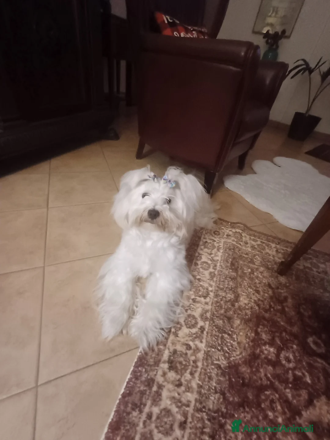 Maltese cani in vendita: Maltese - Annuncio 3