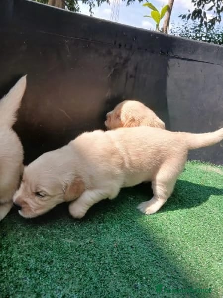 Golden Retriever cani Golden Retriever  - Annuncio 11