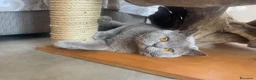British gatti per accoppiamento: SPLENDIDO BRITISH PER ACCOPPIAMENTO  - Annuncio 2