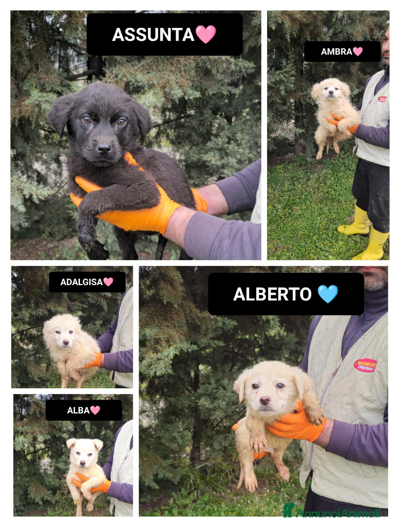 Meticcio cani ASSUNTA, AMBRA, ADALGISA, ALBA E ALBERTO - Annuncio 32