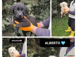 Meticcio cani ASSUNTA, AMBRA, ADALGISA, ALBA E ALBERTO - Annuncio 32