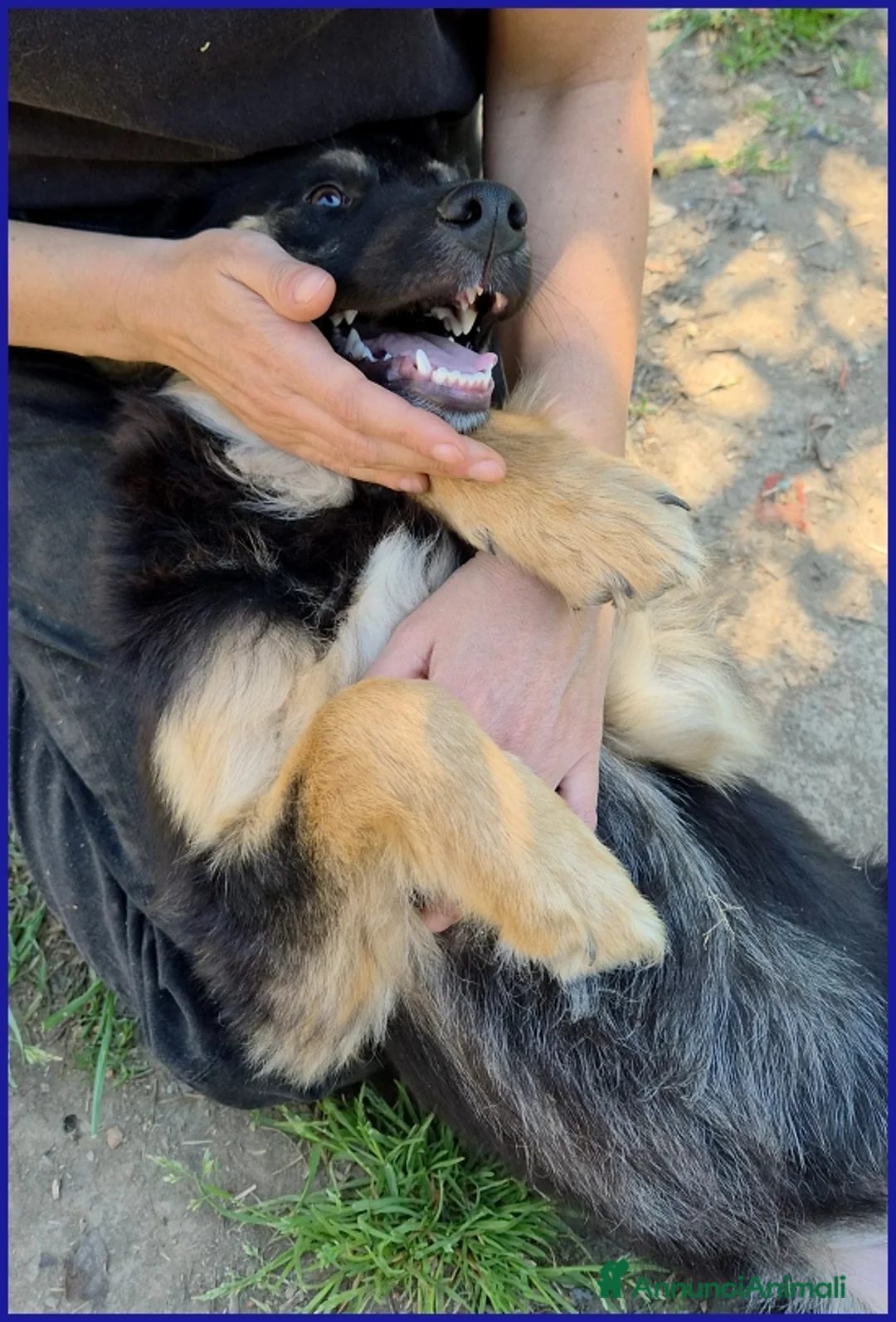 Meticcio cani in regalo: SEMOLINO CUCCIOLOTTO 6 MESI MIX BORDER - Annuncio 15