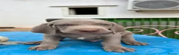 Weimaraner cani in vendita: Dolcissimi cuccioli di Weimaraner a Provincia di Foggia - Annuncio 6