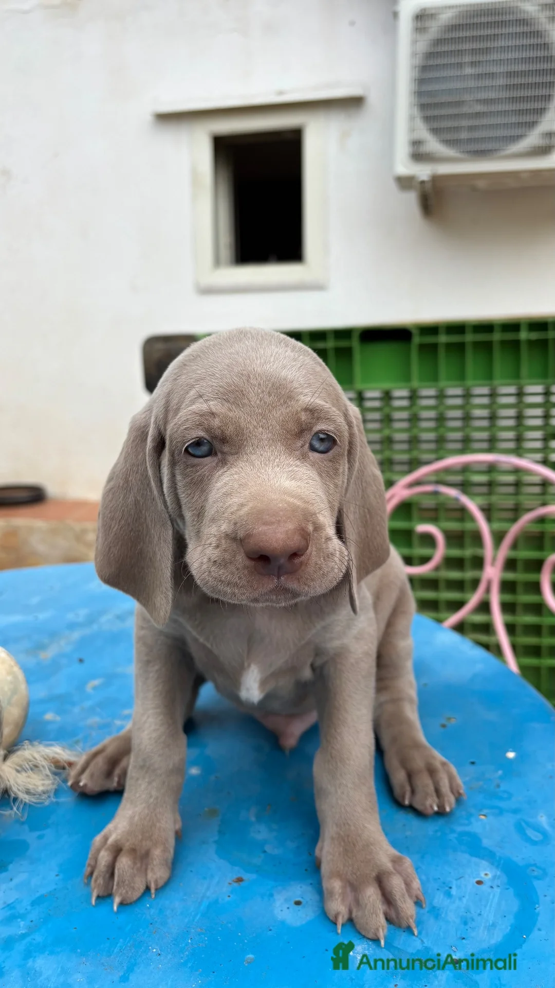 Weimaraner cani in vendita: Dolcissimi cuccioli di Weimaraner a Provincia di Foggia - Annuncio 6