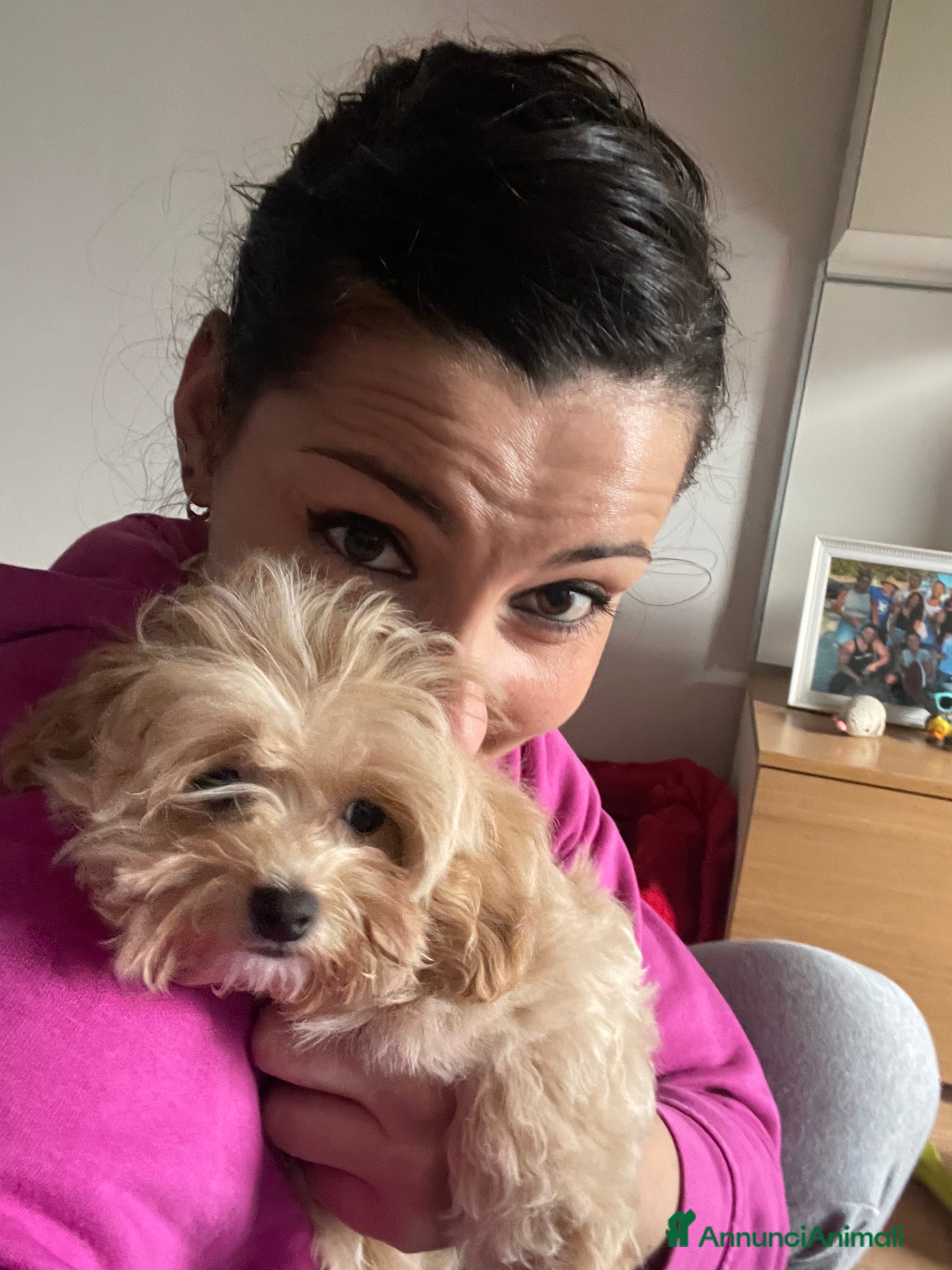 Maltipoo cani Cucciolo di maltipoo  a Provincia dell'Aquila - Annuncio 5