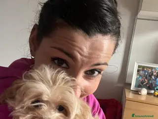 Maltipoo cani Cucciolo di maltipoo a Provincia dell'Aquila - Annuncio 5