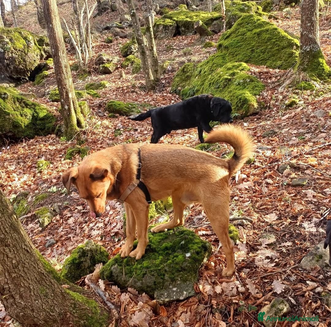 Meticcio cani Gunter cerca casa - Annuncio 13