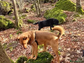 Meticcio cani Gunter cerca casa - Annuncio 13