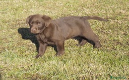 Labrador cani in vendita: Cuccioli Labrador chocolate con pedigree  a Provincia di Bergamo - Immagine 2