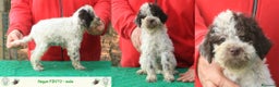 Lagotto cani in vendita: Lagotto romagnolo - cuccioli - Annuncio 3