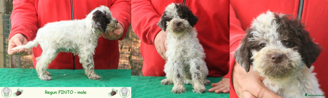Lagotto cani in vendita: Lagotto romagnolo - cuccioli - Annuncio 3