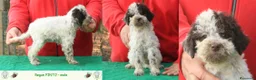 Lagotto cani in vendita: Lagotto romagnolo - cuccioli - Annuncio 3