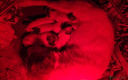 Jack Russell cani in vendita: Cucciolo broken jackrussell terrier a Provincia di Alessandria - Immagine 8