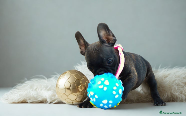 Bulldog Francese cani - Annuncio 9