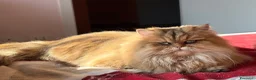 Persiano gatti in vendita: Dolcissimo cucciolo di persiano, golden - Annuncio 6