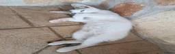 Europeo gatti in regalo: Fratellini cercano casa - Annuncio 3
