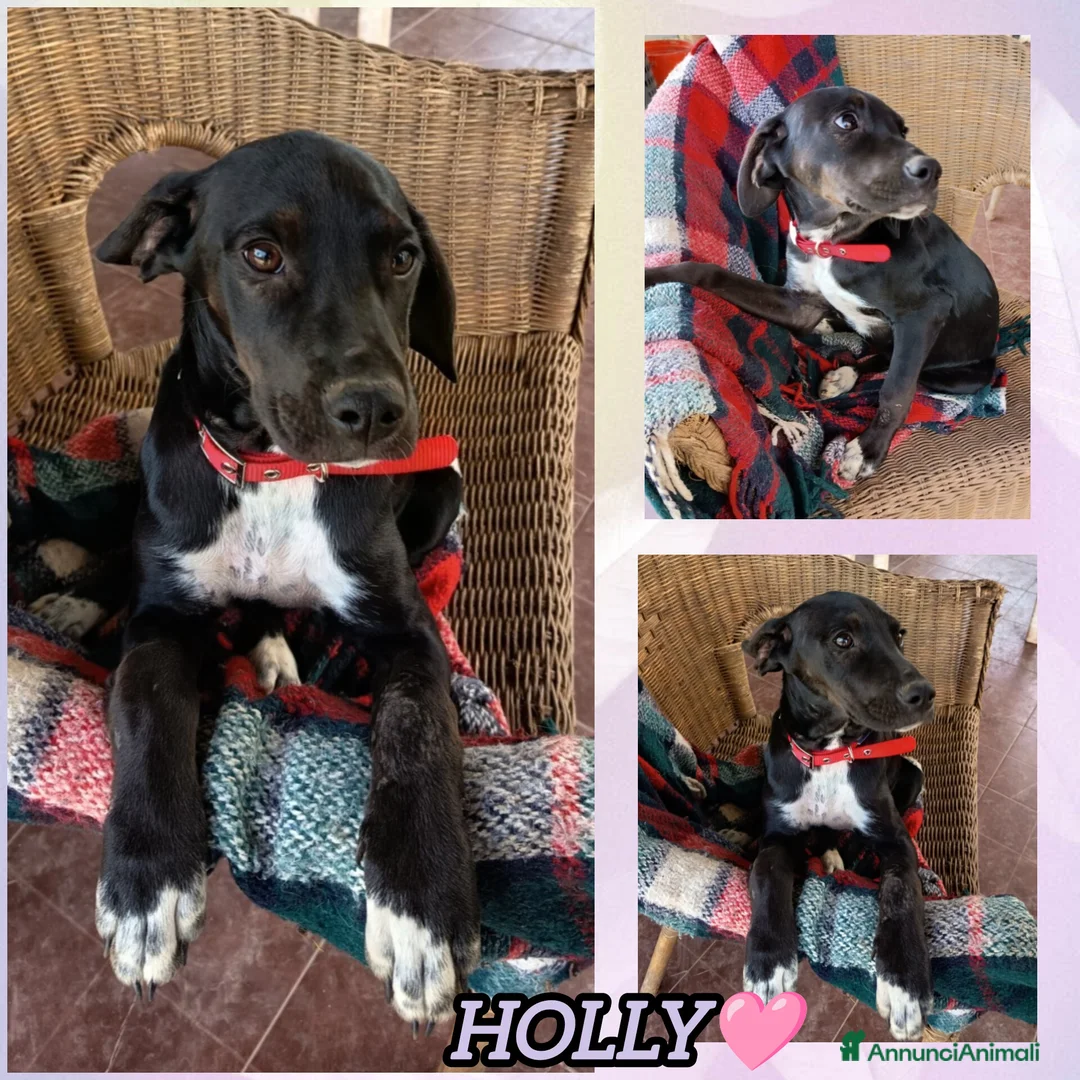 Meticcio cani in regalo: UNA MAMMA PER HOLLY a Provincia di Varese - Annuncio 2