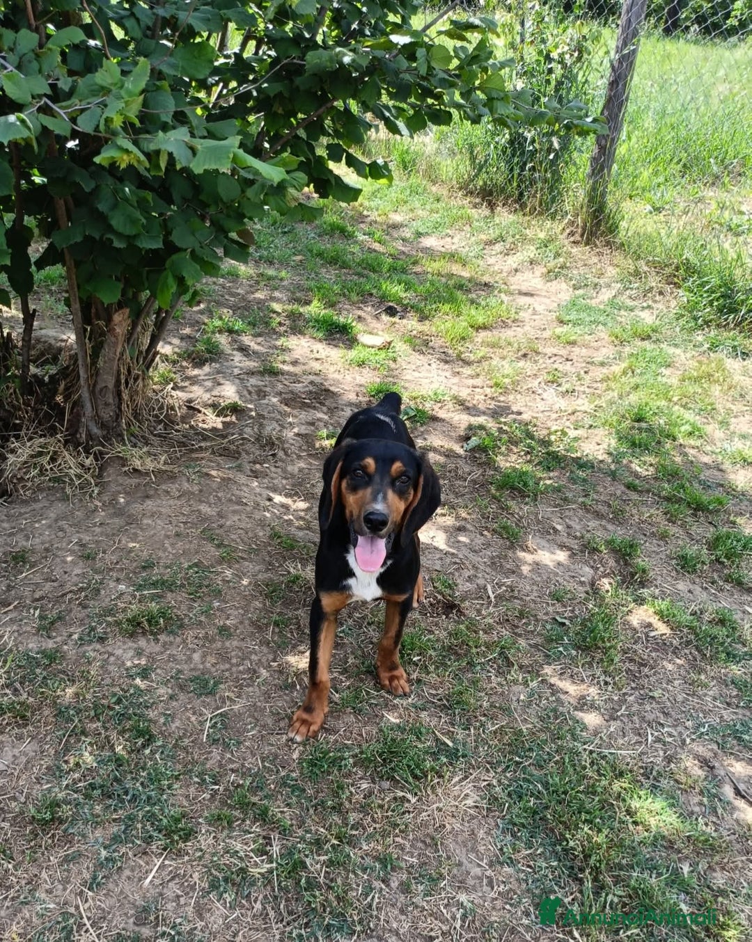 Meticcio cani in regalo: Oscar  a Provincia di Viterbo - Annuncio 2