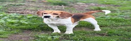 Beagle cani in regalo: ADOZIONE DEL CUORE PER IL DOLCE BEAGLE PUMBA - Annuncio 3