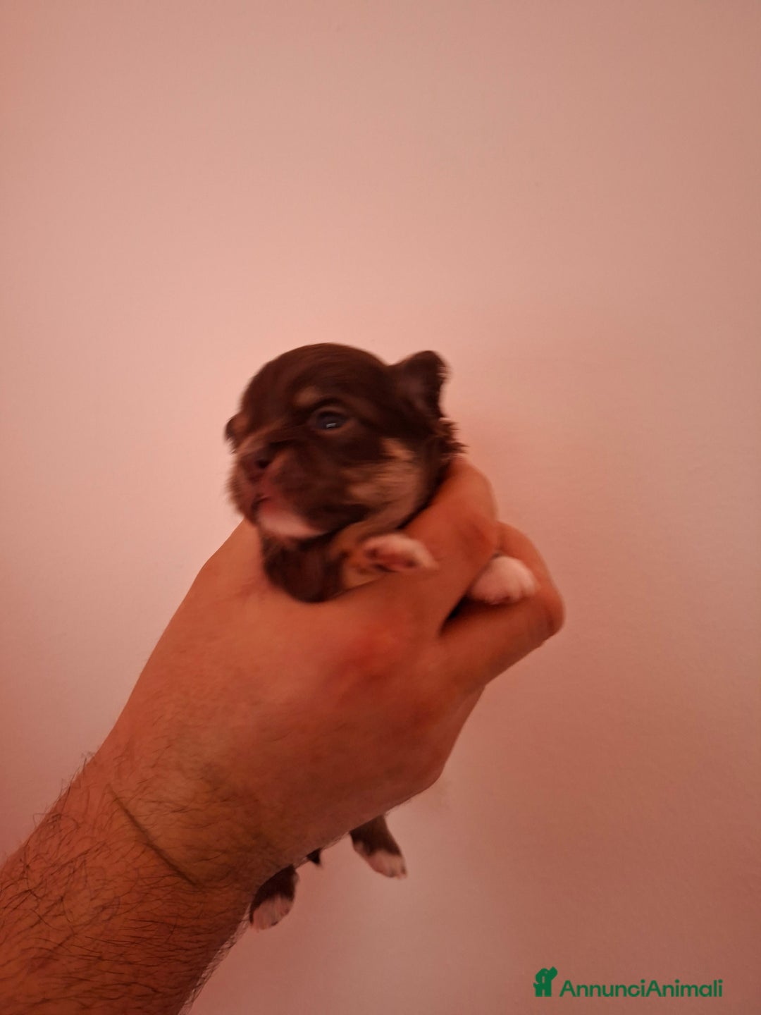 Chihuahua cani in vendita: Chihuahua pelo lungo  - Annuncio 5