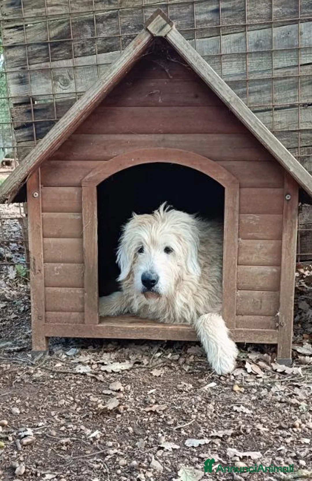Altre razze cani in regalo: REBECCA dolcissima rimasta sola 9anni - Annuncio 2