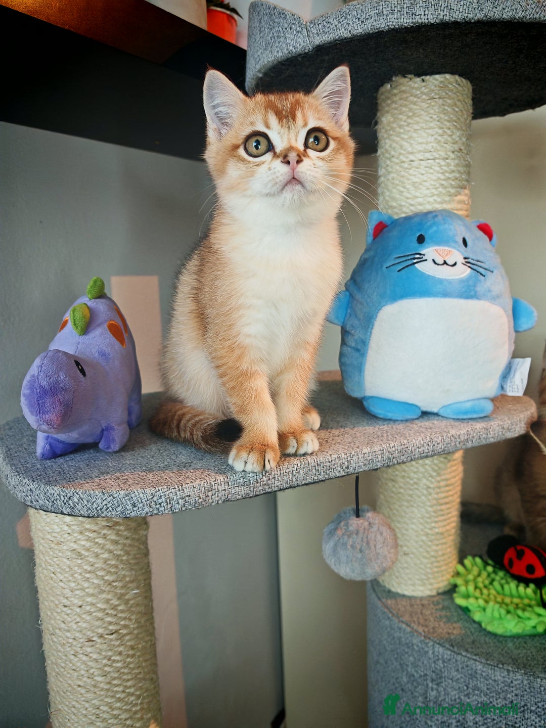 British gatti in vendita: British - Annuncio 4