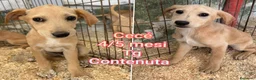 Meticcio cani in regalo: TROPPI CUCCIOLI SOLI IN RIFUGIO  a Provincia di Verona - Annuncio 7