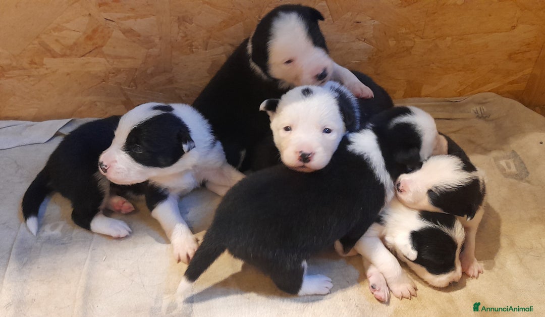 Border Collie cani in vendita: Cuccioli Border collie linea da lavoro  a Provincia di Modena - Immagine 4
