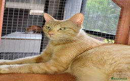 Altre razze gatti in regalo: Gatta arancione  - Immagine 6